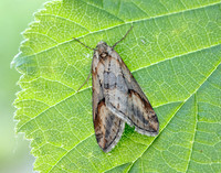 70.196 BF1865 Broom-tip Chesias rufata