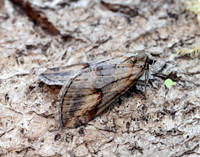 70.196 BF1865 Broom-tip Chesias rufata
