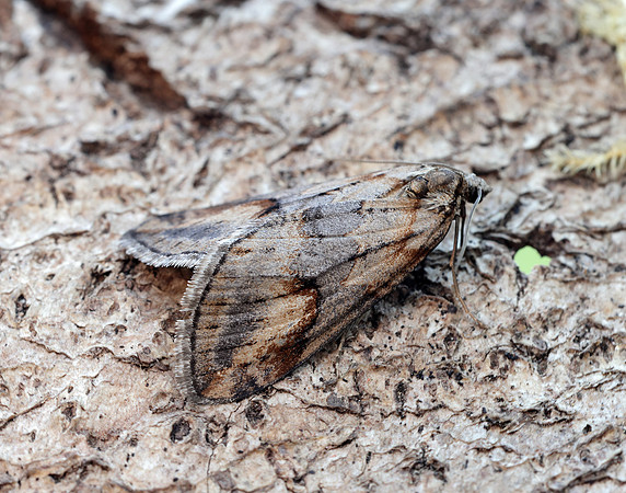 70.196 BF1865 Broom-tip Chesias rufata