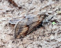 70.196 BF1865 Broom-tip Chesias rufata