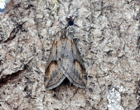 70.196 BF1865 Broom-tip Chesias rufata