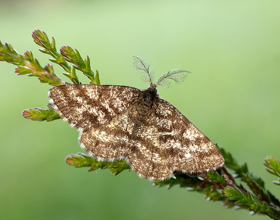 70.275 BF1952 Common Heath Ematurga atomaria