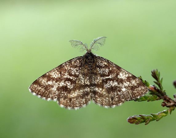 70.275 BF1952 Common Heath Ematurga atomaria