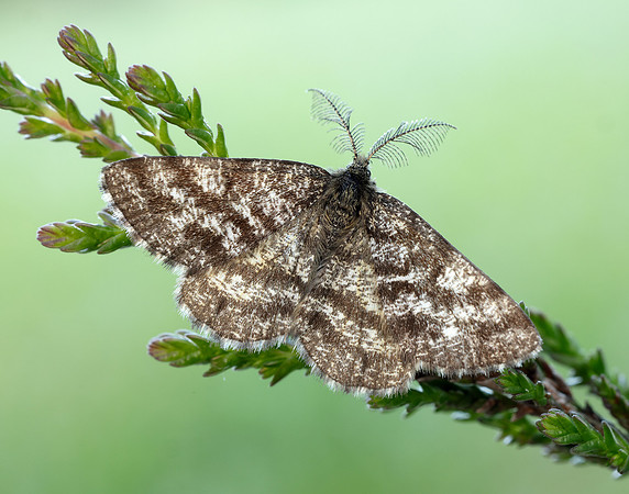 70.275 BF1952 Common Heath Ematurga atomaria