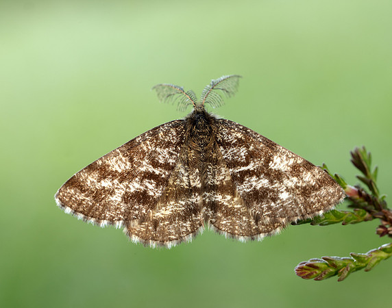 70.275 BF1952 Common Heath Ematurga atomaria