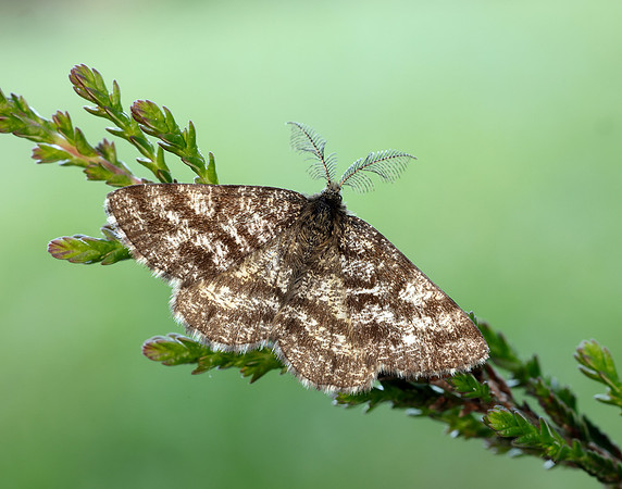 70.275 BF1952 Common Heath Ematurga atomaria