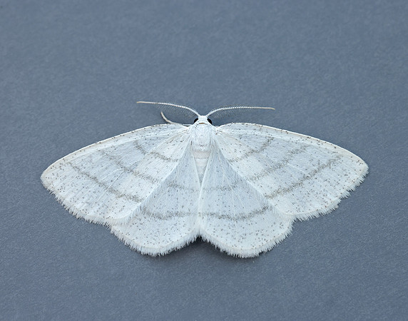 70.277 BF1955 Common White Wave Cabera pusaria