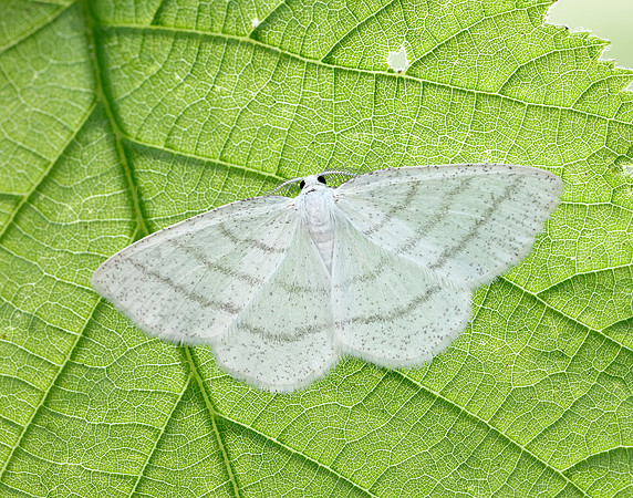 70.277 BF1955 Common White Wave Cabera pusaria