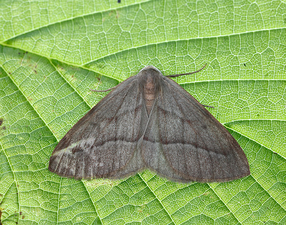 70.284 BF1962 Barred Red Hylaea fasciaria