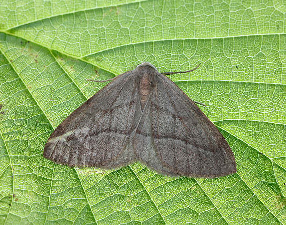 70.284 BF1962 Barred Red Hylaea fasciaria