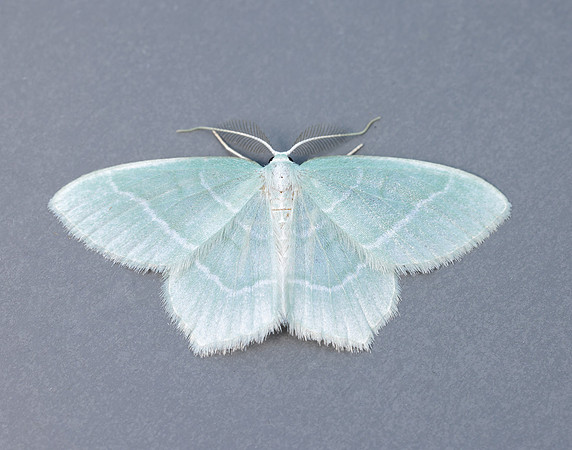 70.303 BF1674 Little Emerald Jodis lactearia