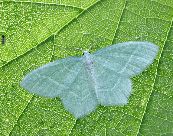 70.303 BF1674 Little Emerald Jodis lactearia