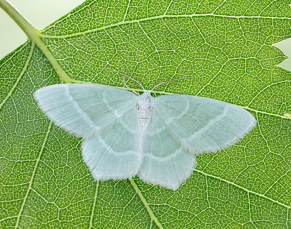 70.303 BF1674 Little Emerald Jodis lactearia