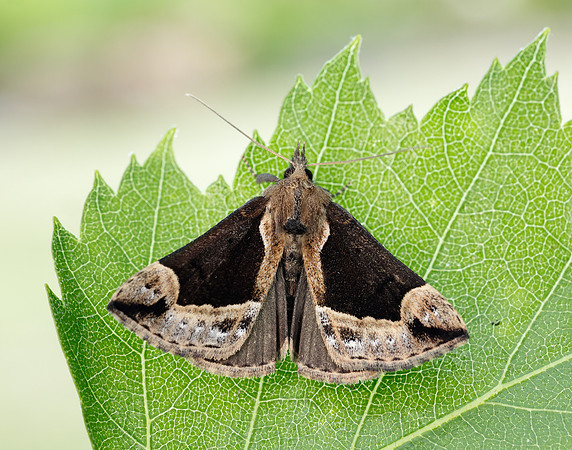 72.007 BF2476 Beautiful Snout Hypena crassalis