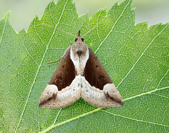 72.007 BF2476 Beautiful Snout Hypena crassalis