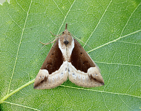 72.007 BF2476 Beautiful Snout Hypena crassalis