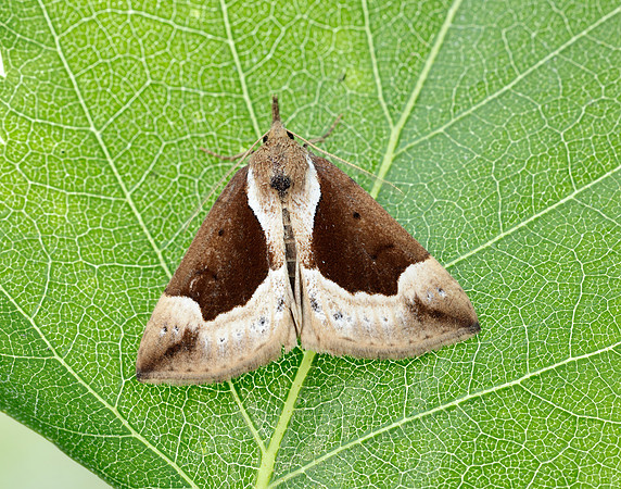 72.007 BF2476 Beautiful Snout Hypena crassalis