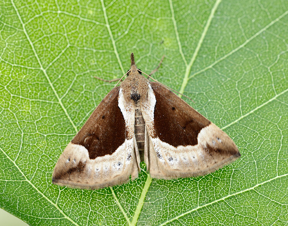 72.007 BF2476 Beautiful Snout Hypena crassalis