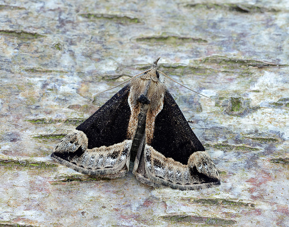 72.007 BF2476 Beautiful Snout Hypena crassalis