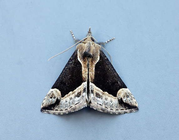 72.007 BF2476 Beautiful Snout Hypena crassalis