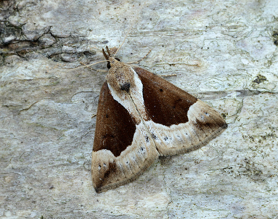 72.007 BF2476 Beautiful Snout Hypena crassalis