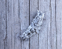 73.042 BF2286 Light Knot Grass Acronicta menyanthidis