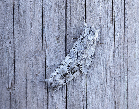 73.042 BF2286 Light Knot Grass Acronicta menyanthidis