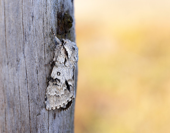 73.042 BF2286 Light Knot Grass Acronicta menyanthidis