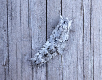 73.042 BF2286 Light Knot Grass Acronicta menyanthidis