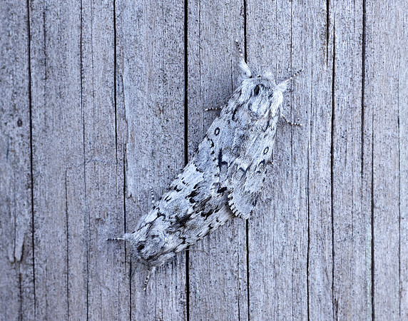 73.042 BF2286 Light Knot Grass Acronicta menyanthidis