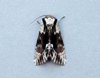 73.110 BF2320 Saxon Hyppa rectilinea