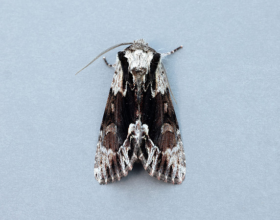 73.110 BF2320 Saxon Hyppa rectilinea