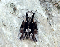 73.110 BF2320 Saxon Hyppa rectilinea