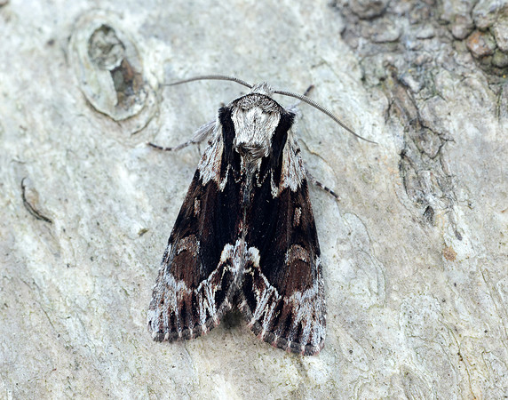 73.110 BF2320 Saxon Hyppa rectilinea