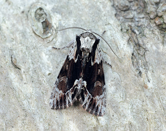 73.110 BF2320 Saxon Hyppa rectilinea