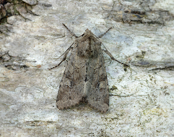 73.158 BF2334 Rustic Shoulder-knot Apamea sordens
