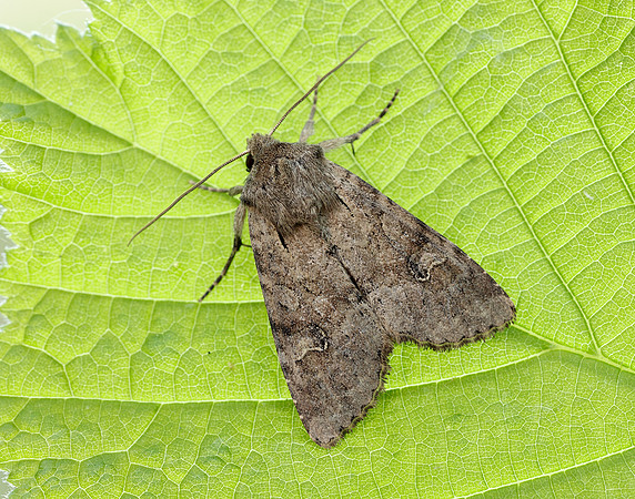 73.158 BF2334 Rustic Shoulder-knot Apamea sordens