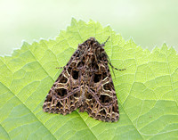 73.276 BF2166 Campion Sideridis rivularis