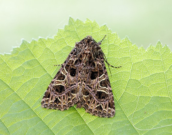 73.276 BF2166 Campion Sideridis rivularis