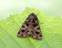 73.276 BF2166 Campion Sideridis rivularis