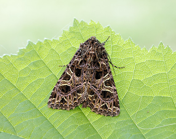73.276 BF2166 Campion Sideridis rivularis