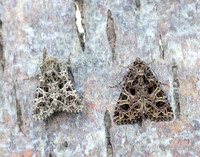 73.276 BF2166 Campion Sideridis rivularis (with Lychnis left)