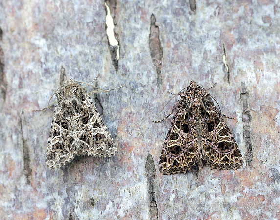 73.276 BF2166 Campion Sideridis rivularis (with Lychnis left)