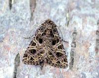 73.276 BF2166 Campion Sideridis rivularis