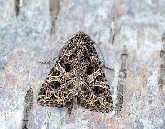73.276 BF2166 Campion Sideridis rivularis