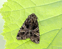 73.276 BF2166 Campion Sideridis rivularis