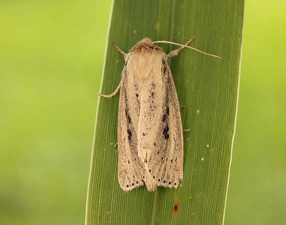 73.151 BF2373 Webb's Wainscot Globia sparganii