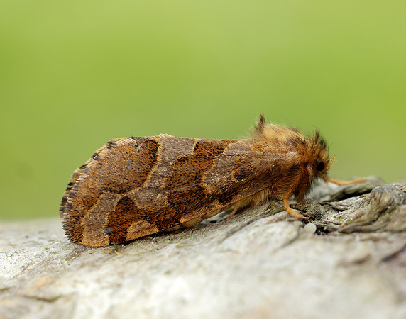 3.004 BF16 Gold Swift Phymatopus hecta