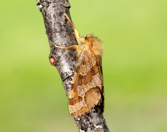 3.004 BF16 Gold Swift Phymatopus hecta