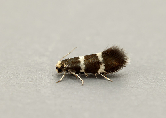 8.005 BF128 Phylloporia bistrigella